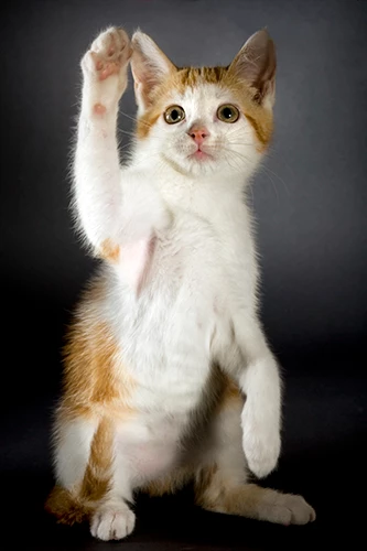 chatte avec la patte levée