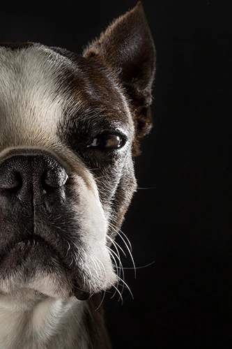 portrait_chien_gros_plan